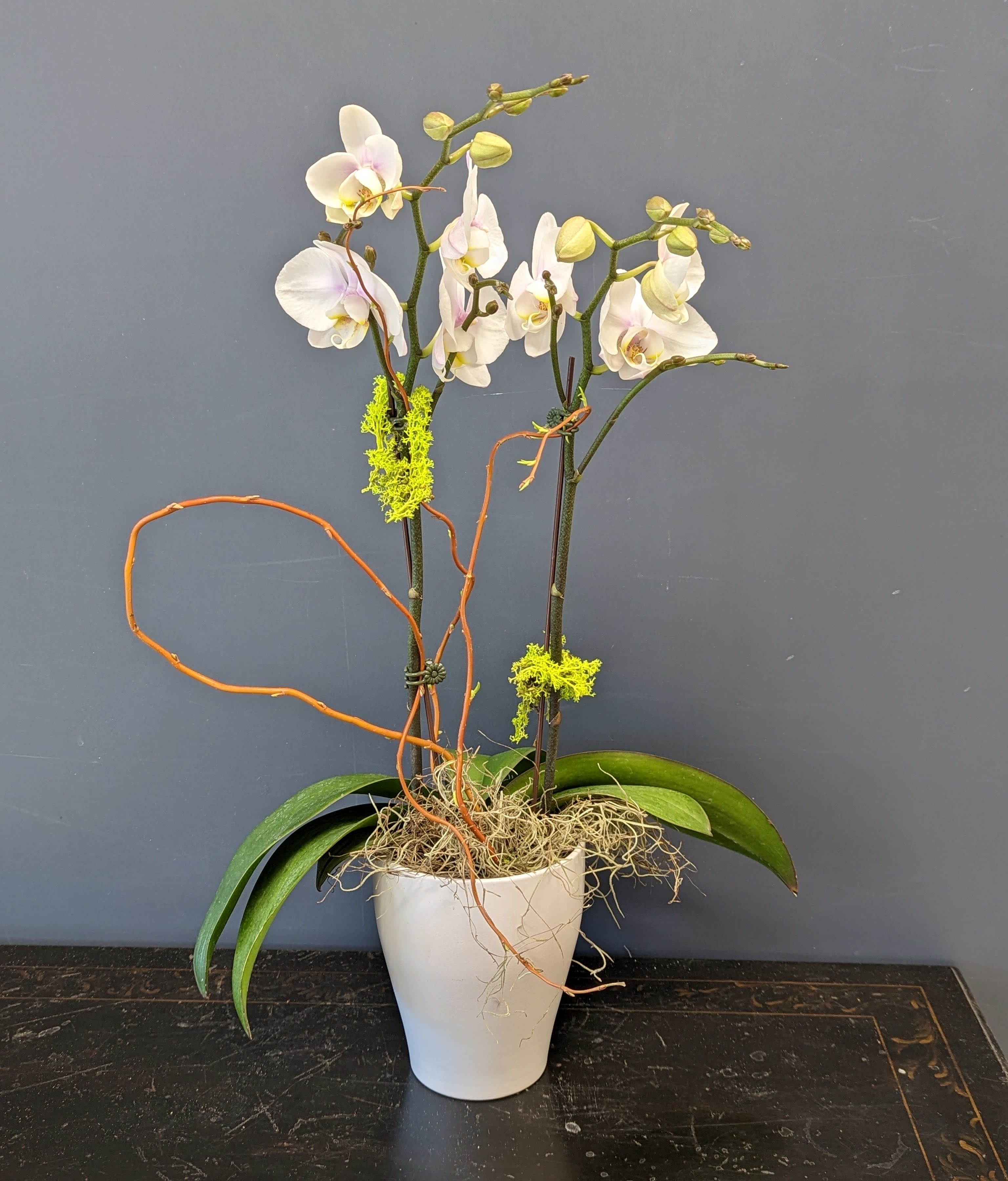 Orchid Double Stem 5inch