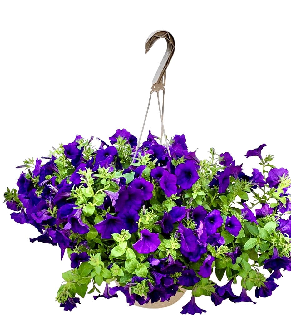 Hanging Basket