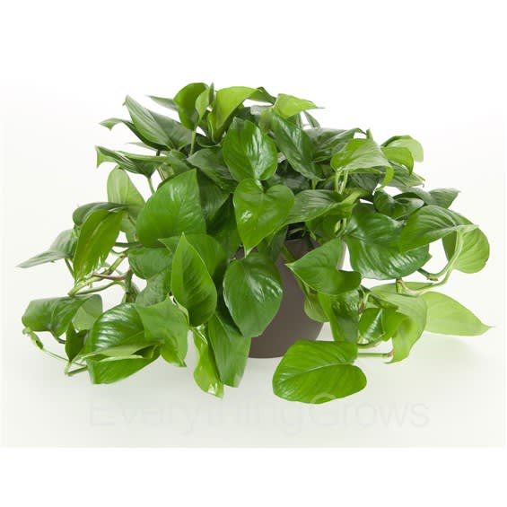 Pothos Plant