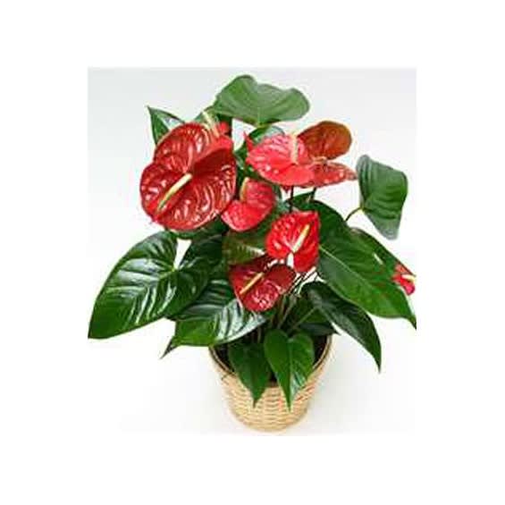 6" Anthurium Plant Flower Bouquet