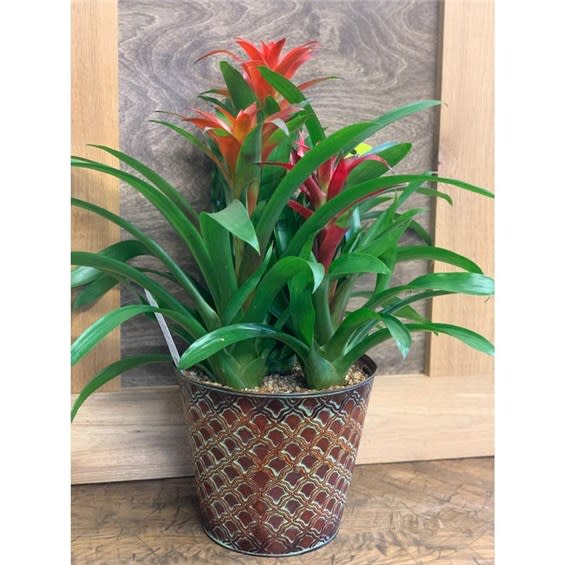 Bromeliad 3 Plant Basket Flower Bouquet