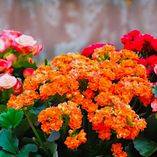 Indoor Blooming Plant Our Best Choice Flower Bouquet