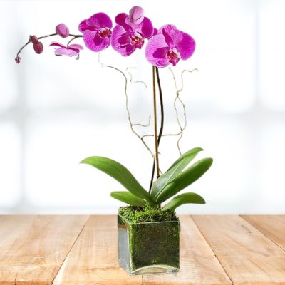 Dendrobium Purple Orchid Flower Bouquet