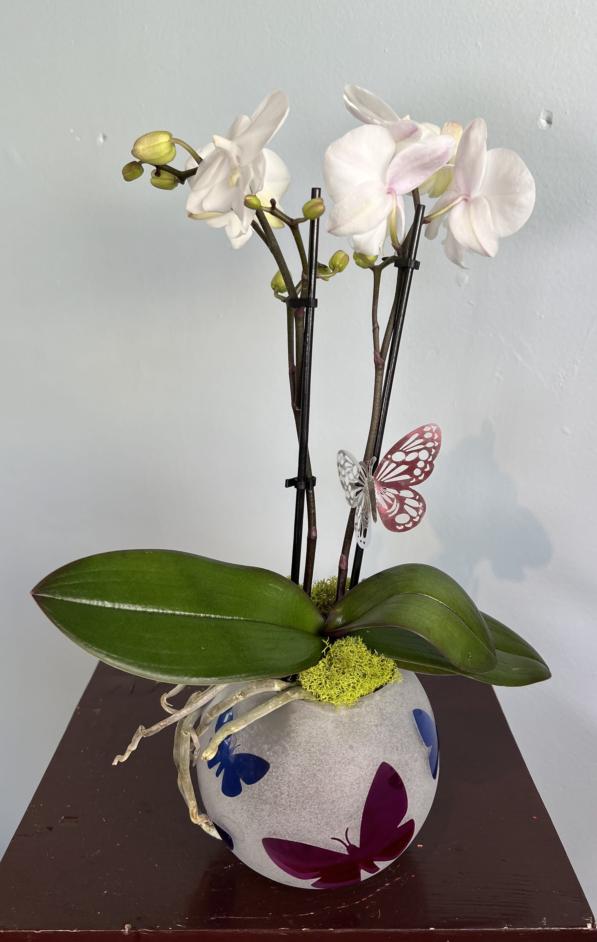 Small Beautiful White Orchid