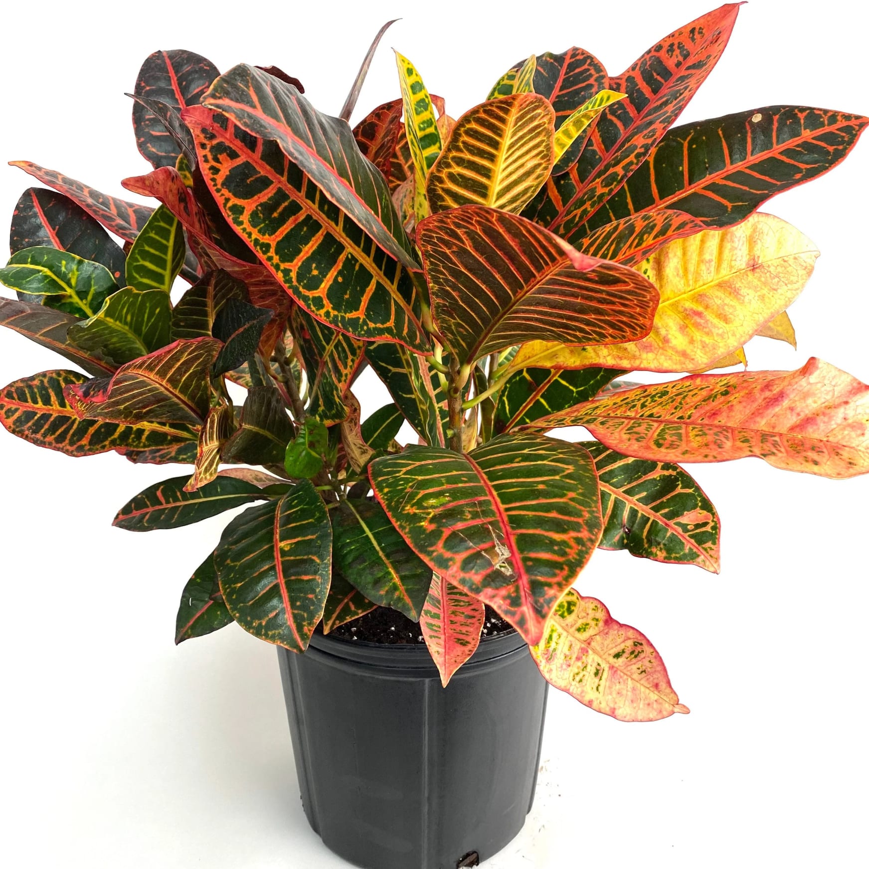 Croton
