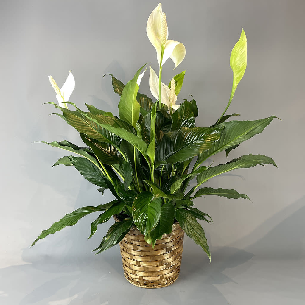 Peace Lily - Large