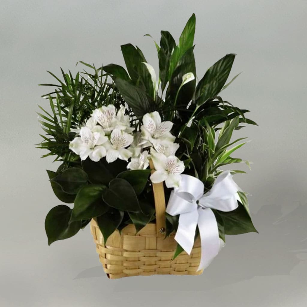 Peace & Serenity Dish Garden