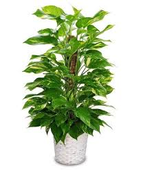 Pole Pothos Plant