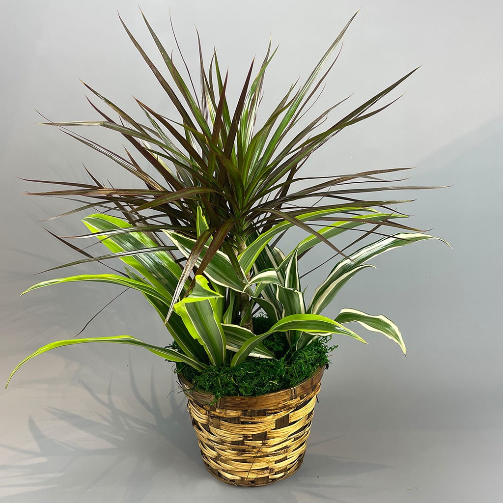 Combo Plant Basket