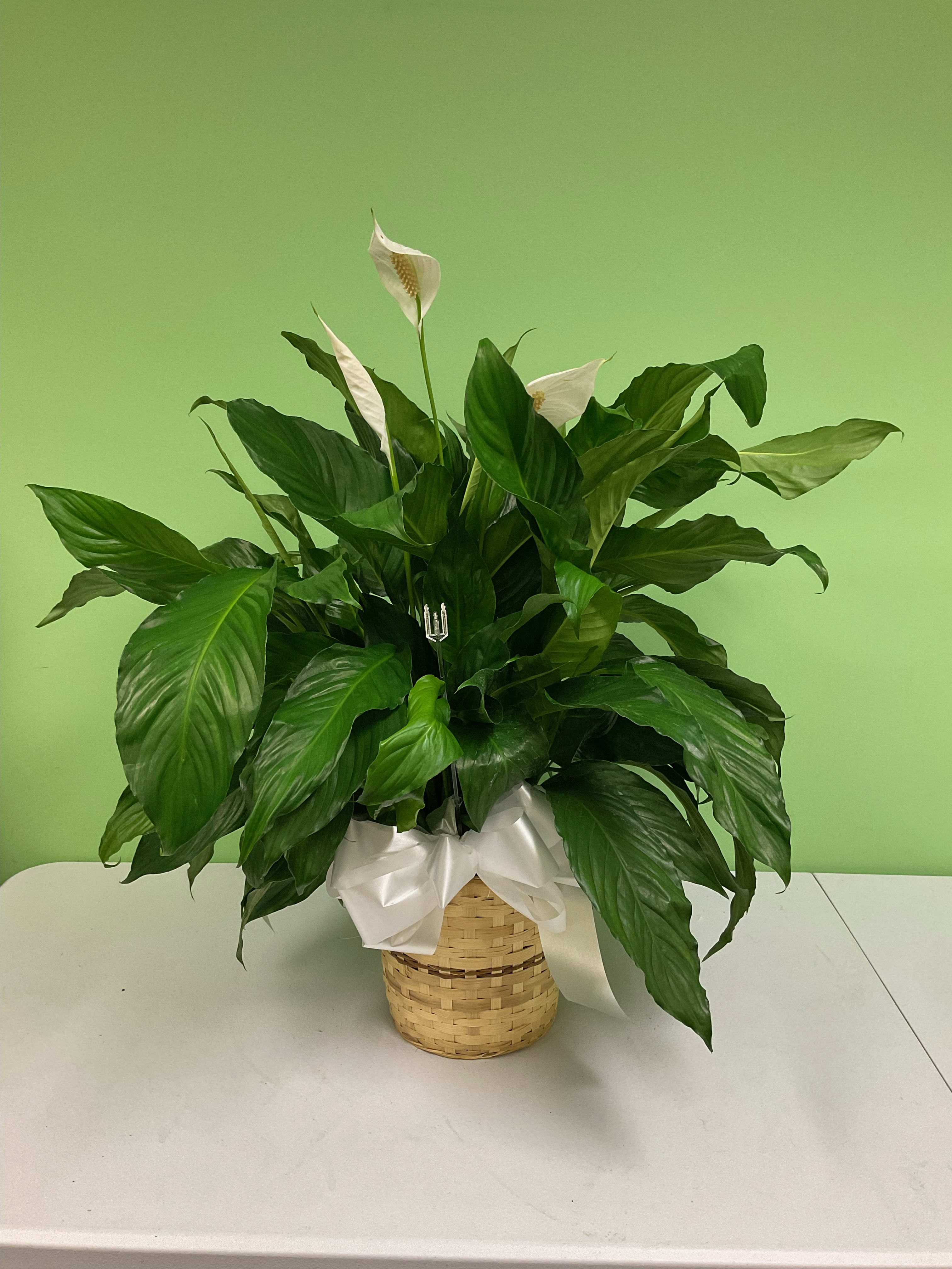 Elegant Spathphyllum 6 in