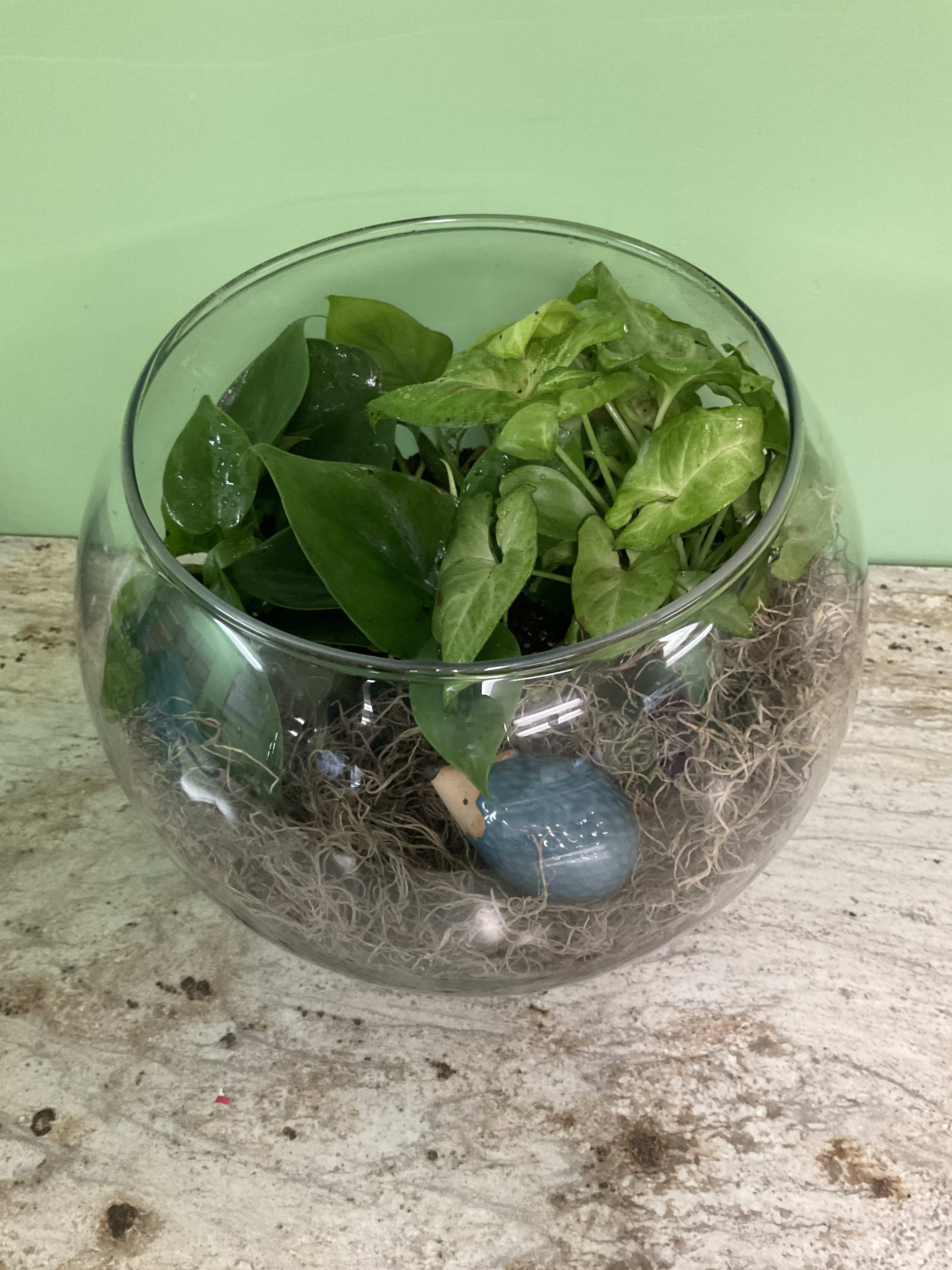 Plant Terrarium