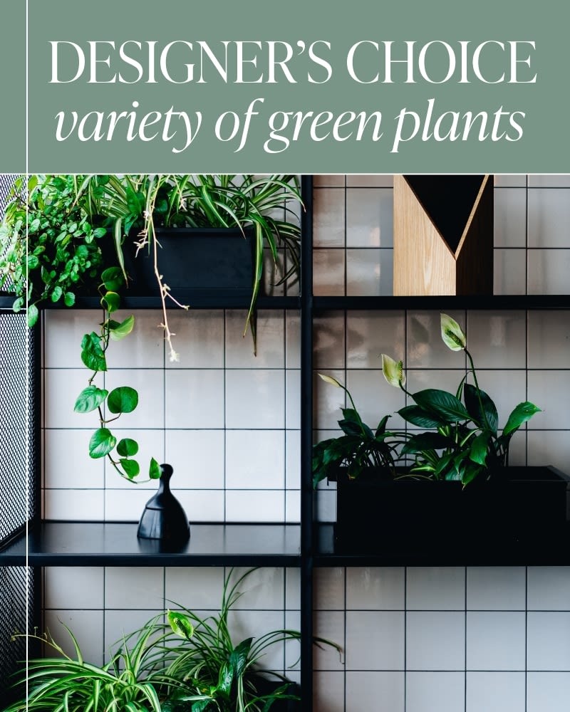 Designer's Choice - Variety of Green Plants