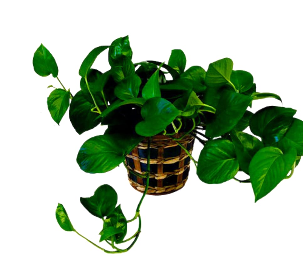 Florist Tempe AZ Fiesta Flowers, Plants & Gifts Tempe AZ