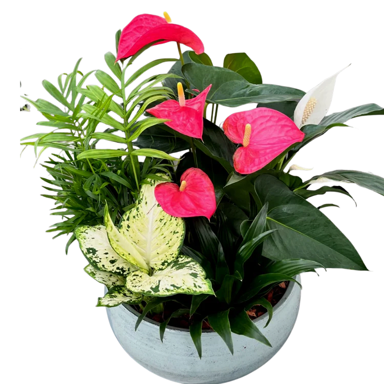 Blue Mist Anthurium Planter Flower Bouquet