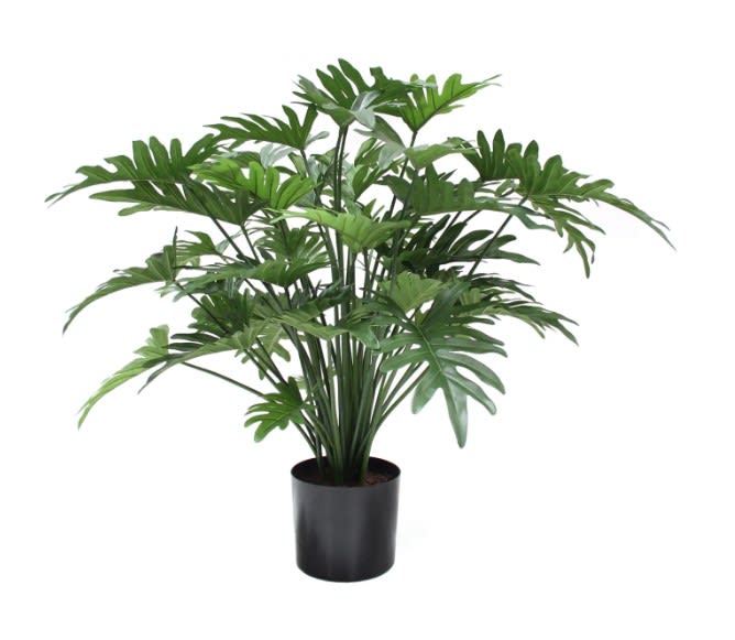 P1782 - 3' PTD SPLIT PHILO BUSH