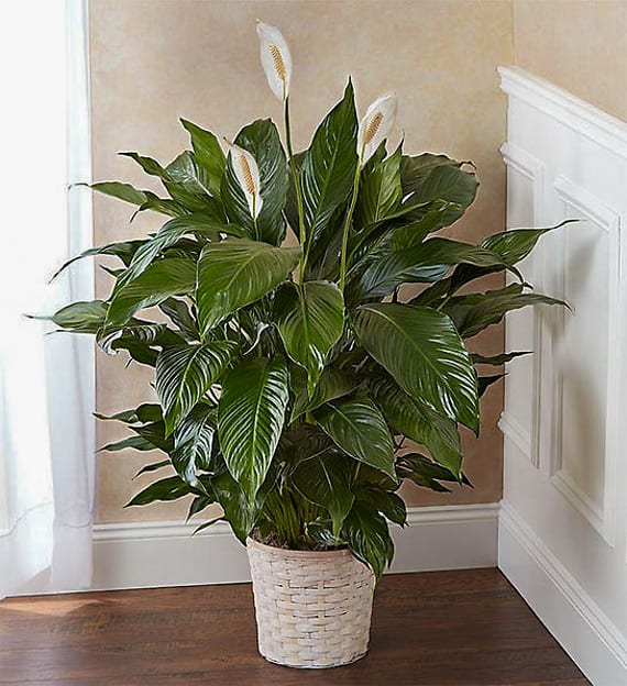 Peace Lily Plant For Sympathy Flower Bouquet