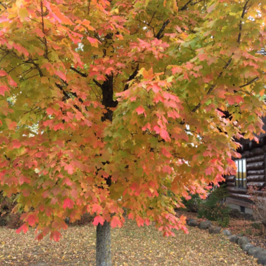 Memory Tree Flower Bouquet