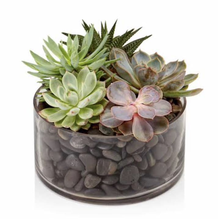 Succulent Serenity Garden