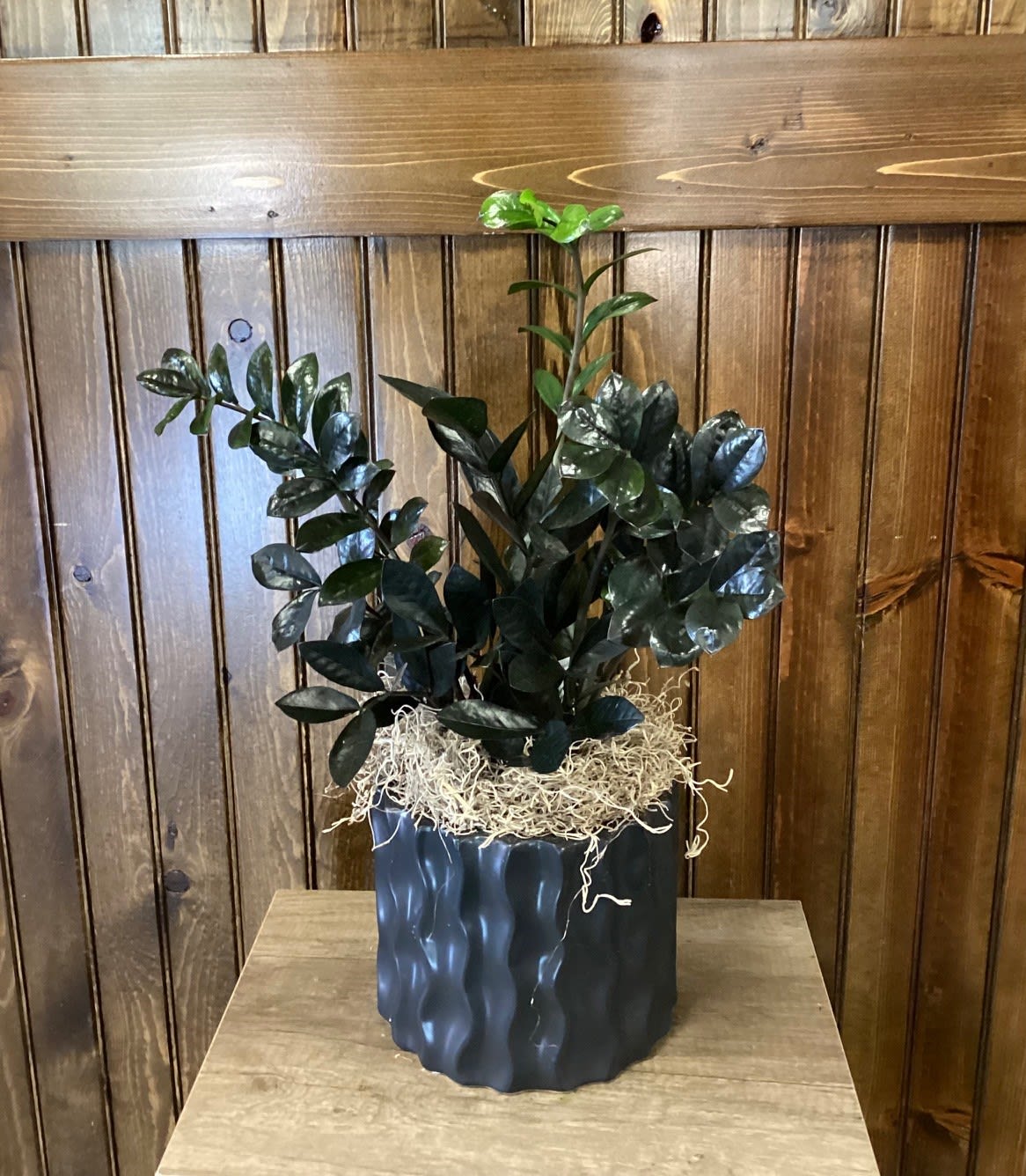 6" Black Raven ZZ Plant