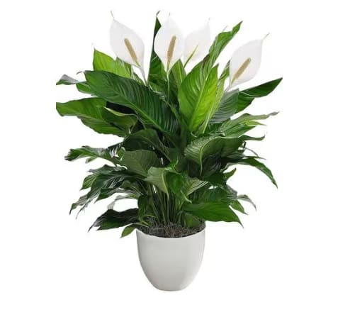 Peace Lily