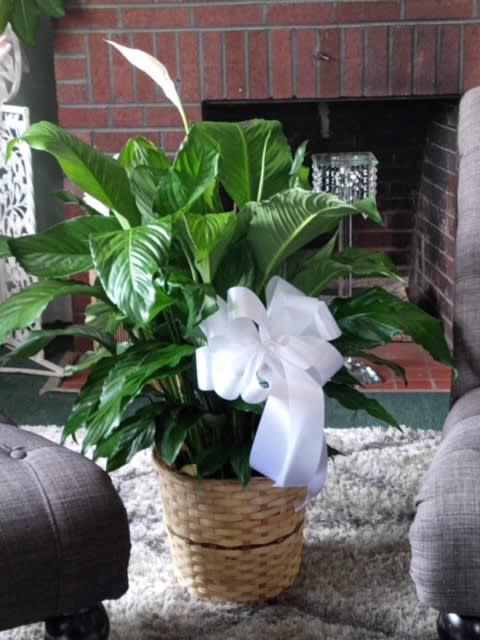 Spathiphyllum (Peace Lily)