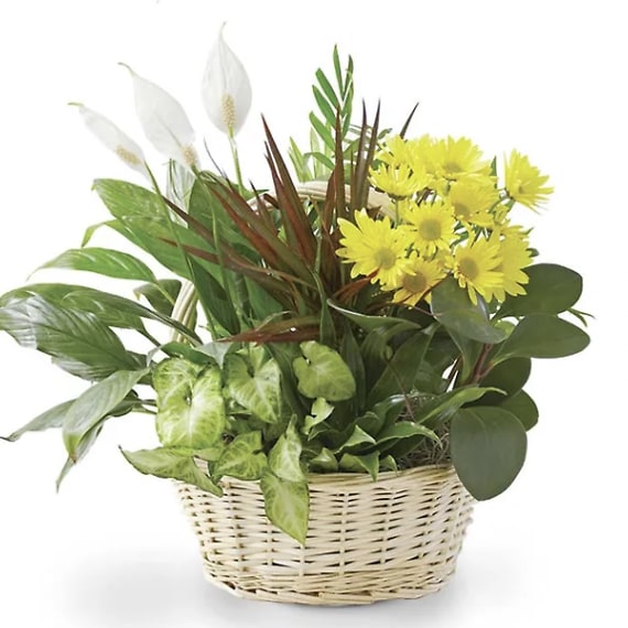 Sympathy Plant with Fresh Cuts
