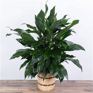 Large Peace Lily Plant 10"