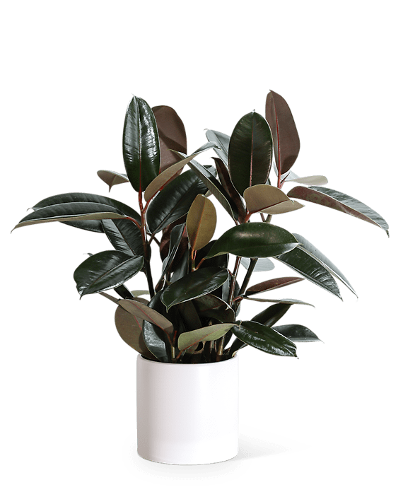 Rubber Tree Plant