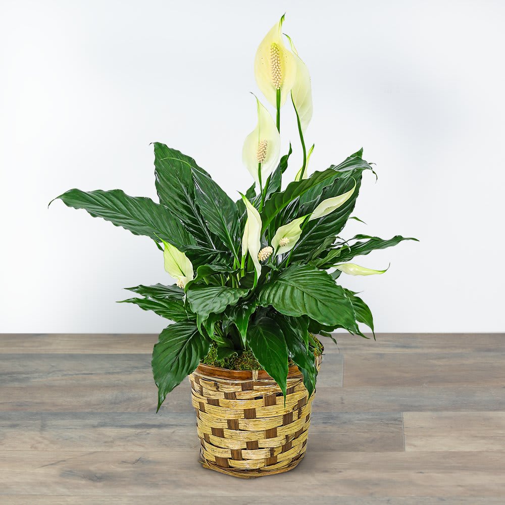Tranquility Peace Lily Plant