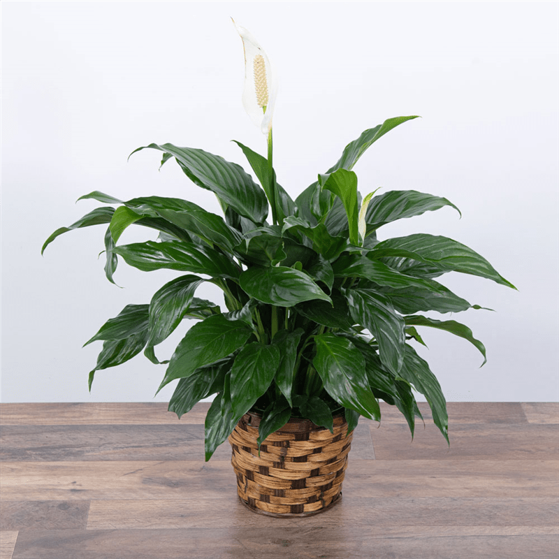 Peace Lily Plant  Flower Bouquet