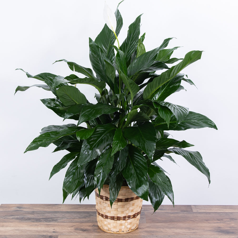 8 inch Peace Lily Plant Floor Model