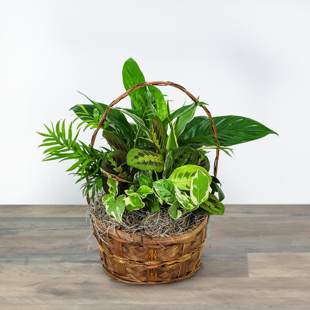 Evergreen Oasis Dish Garden Flower Bouquet