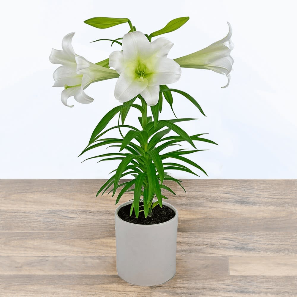 Easter Lily Plant