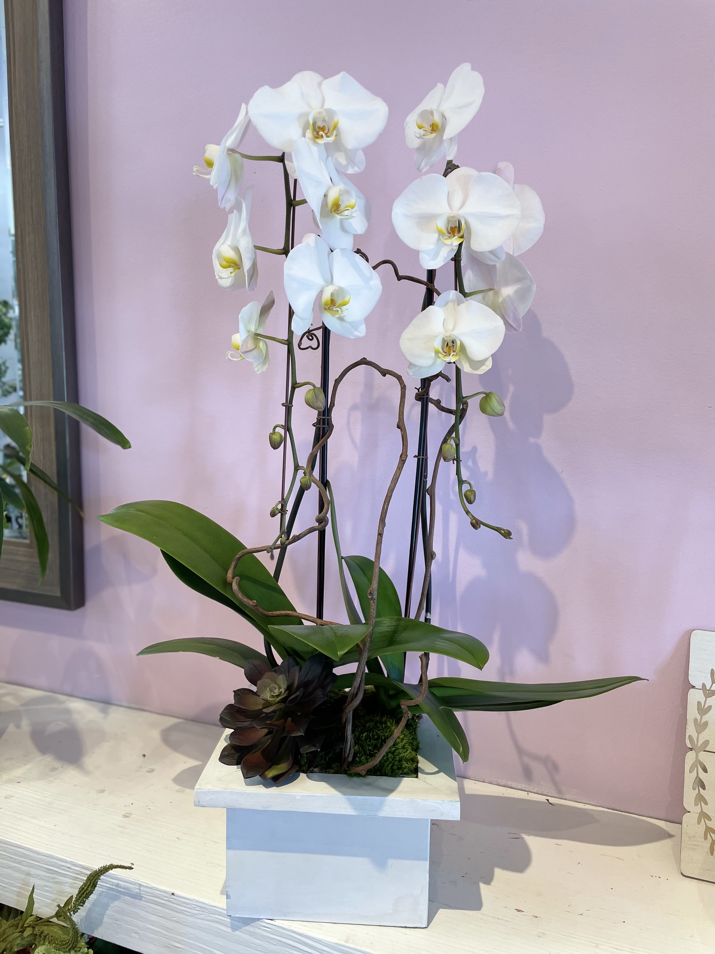 Phalaenopsis Orchids