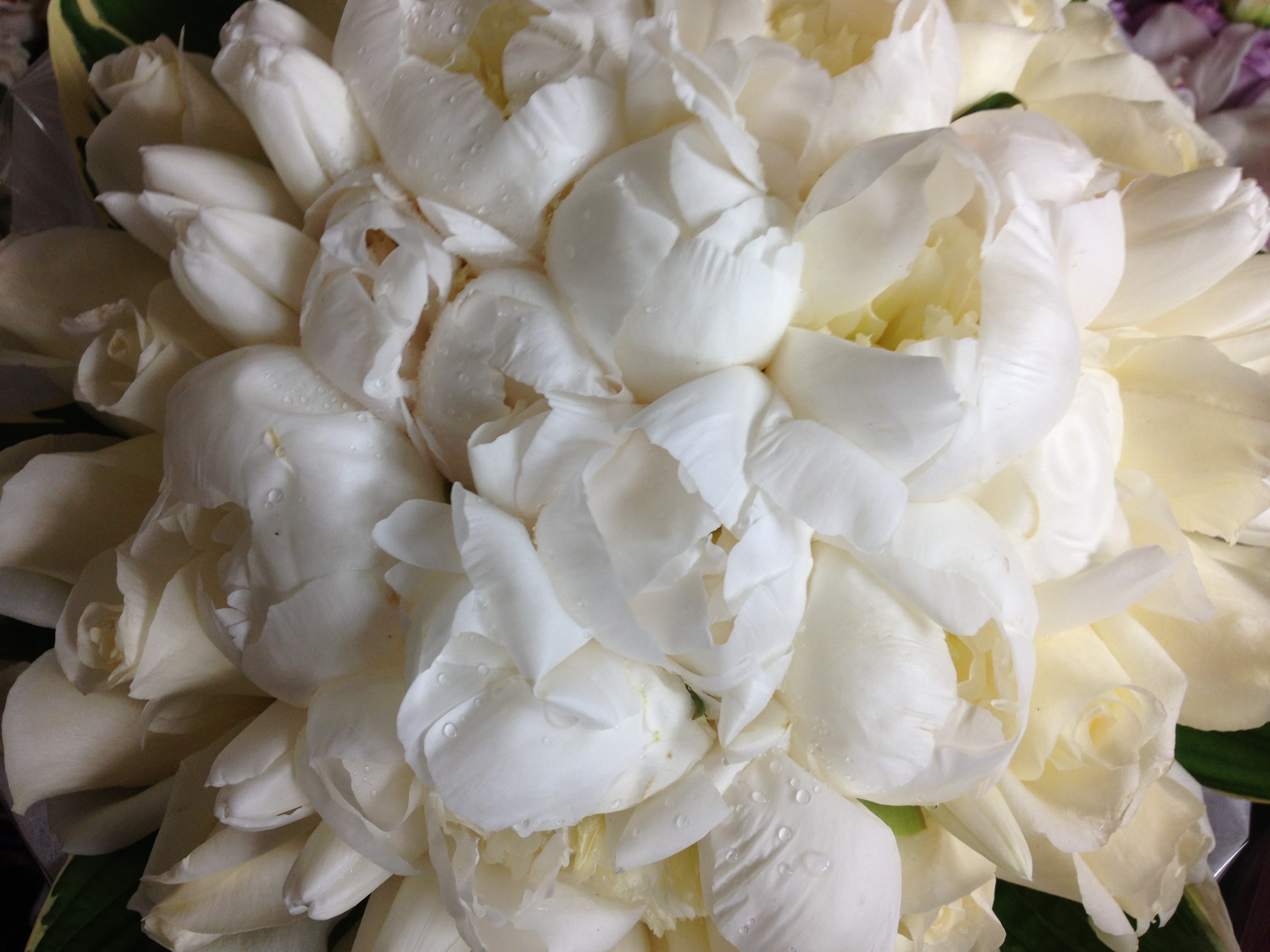 grand white hand tie bouquet peonies,roses,tulips
