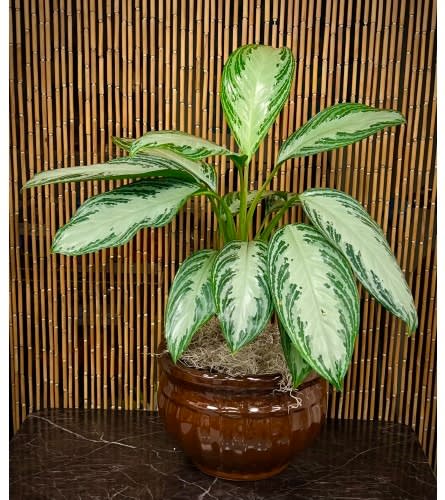 Chinese Evergreen