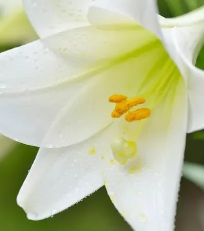 White lily
