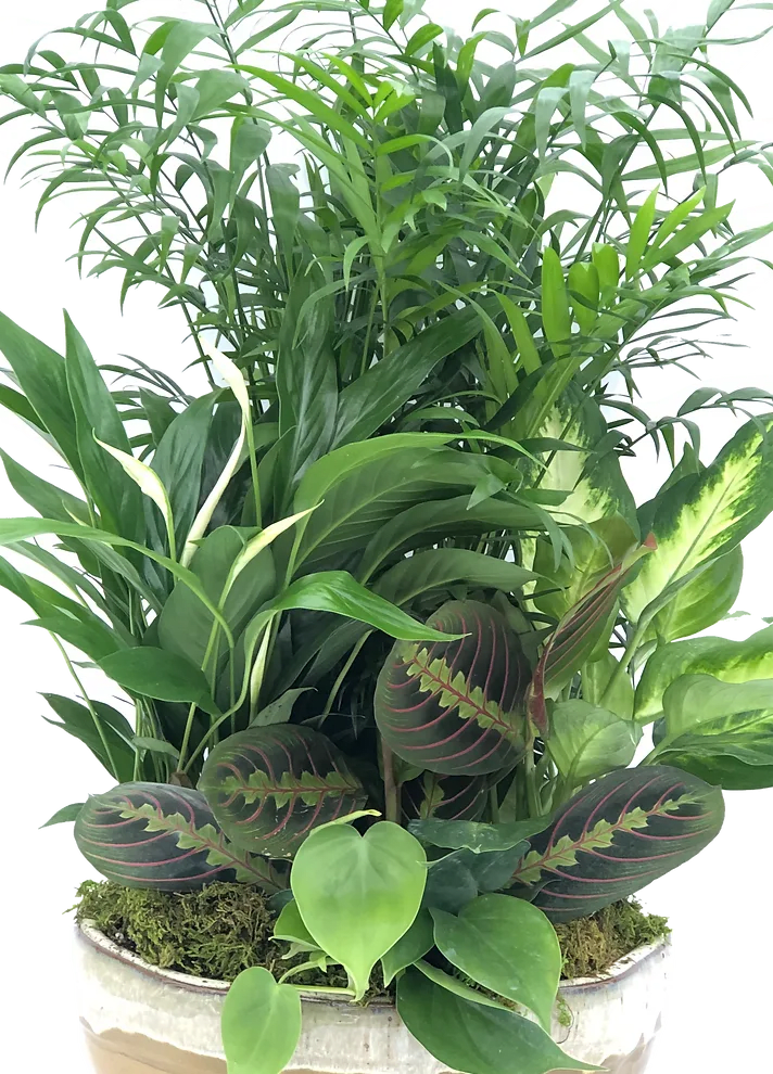 Ceramic H Dish Garden