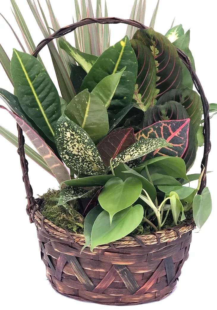 9" Wicker Dish Garden