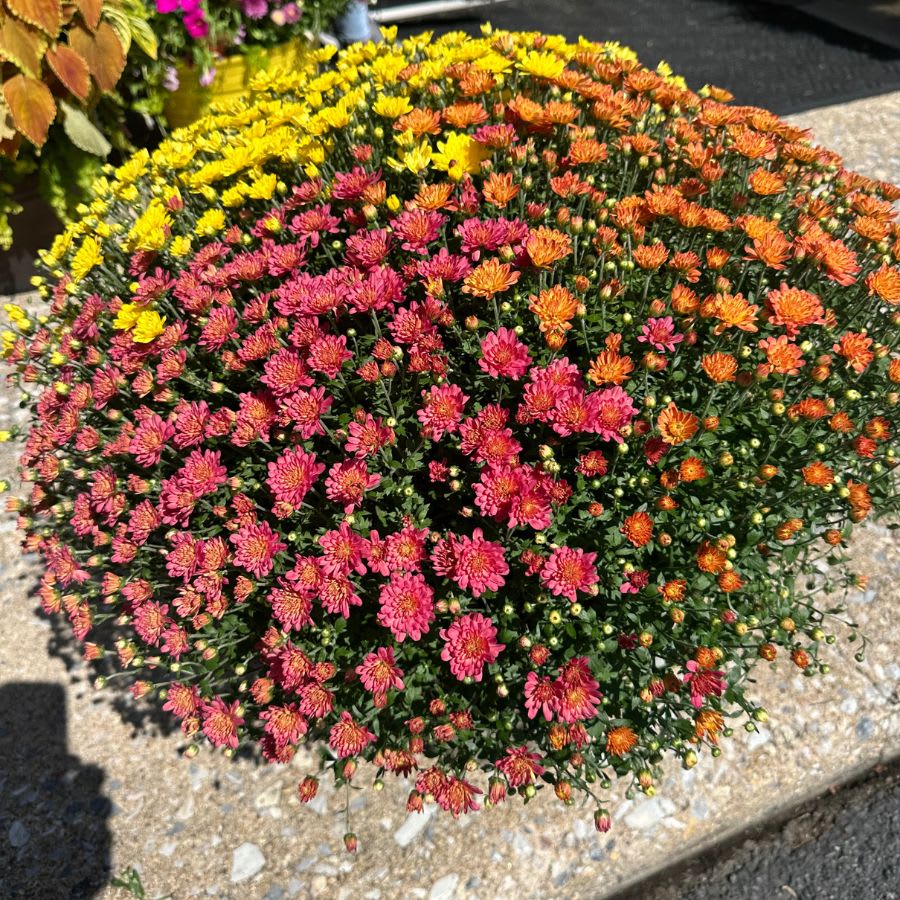 Autumn Mum Pots Flower Bouquet