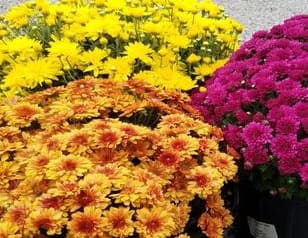 Mum Plant Flower Bouquet