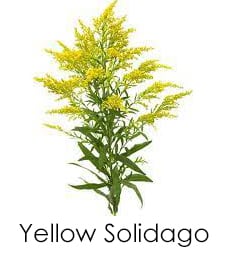 Yellow Solidago