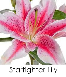 Starfighter Lily