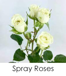 Spray Roses