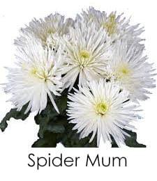 Spider Mum