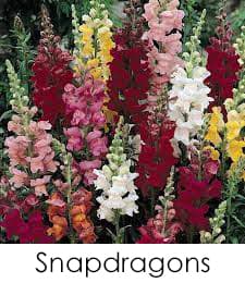 Snapdragon