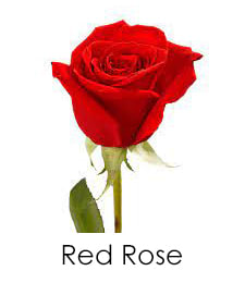 Red rose