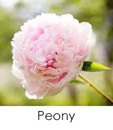 Peony