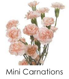 Mini Carnation
