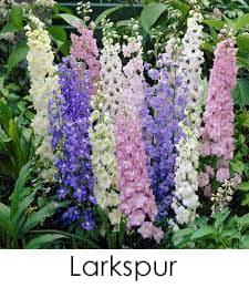 Larkspur